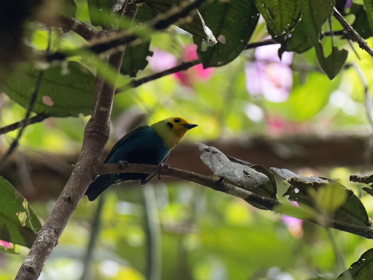 Multicolored Tanager - ML578902811