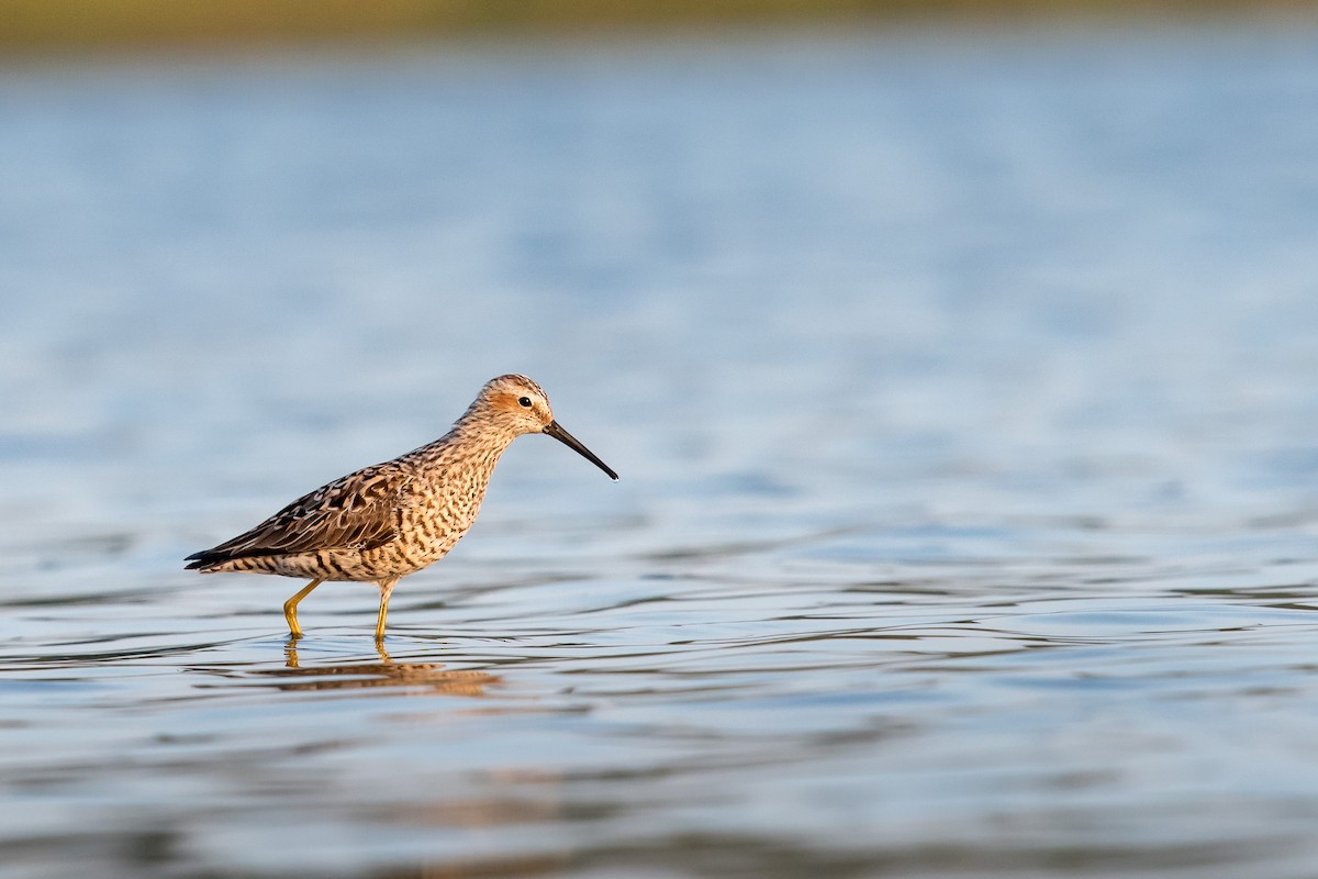 Stilt Sandpiper - Melissa James