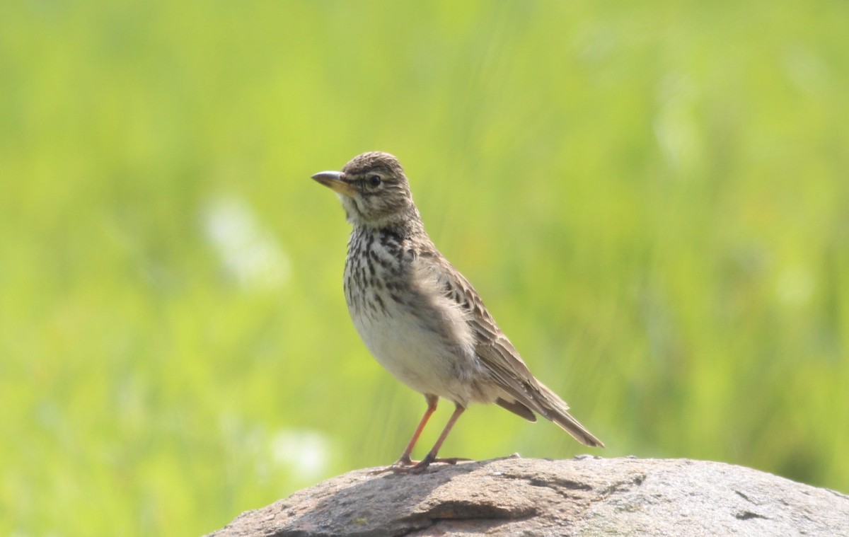 Large-billed Lark - ML578902931