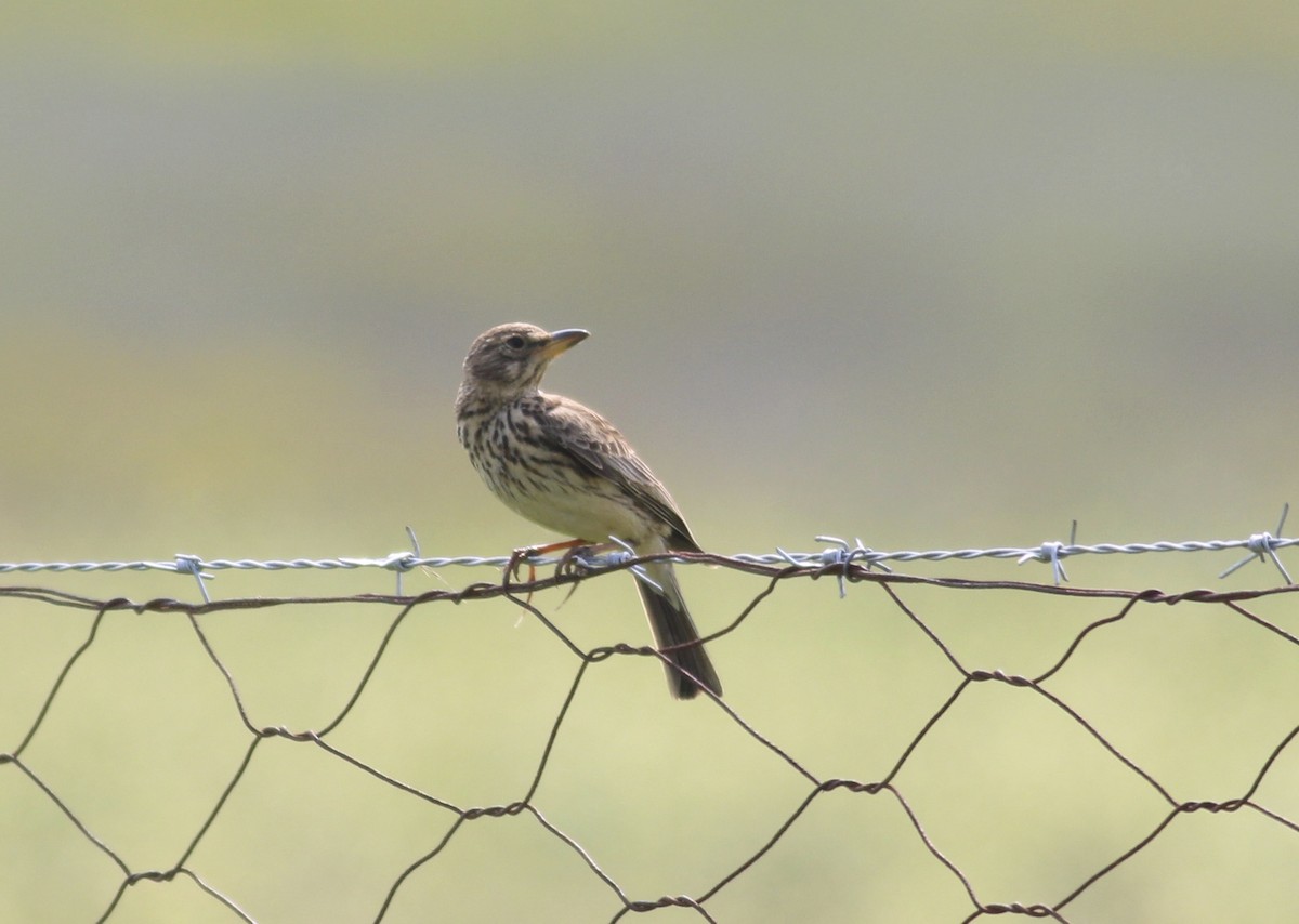 Large-billed Lark - ML578902941