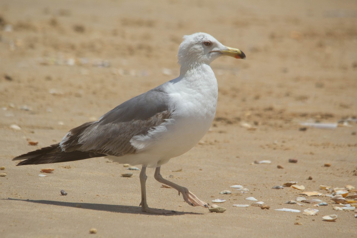 Yellow-legged Gull - Daniela Costa