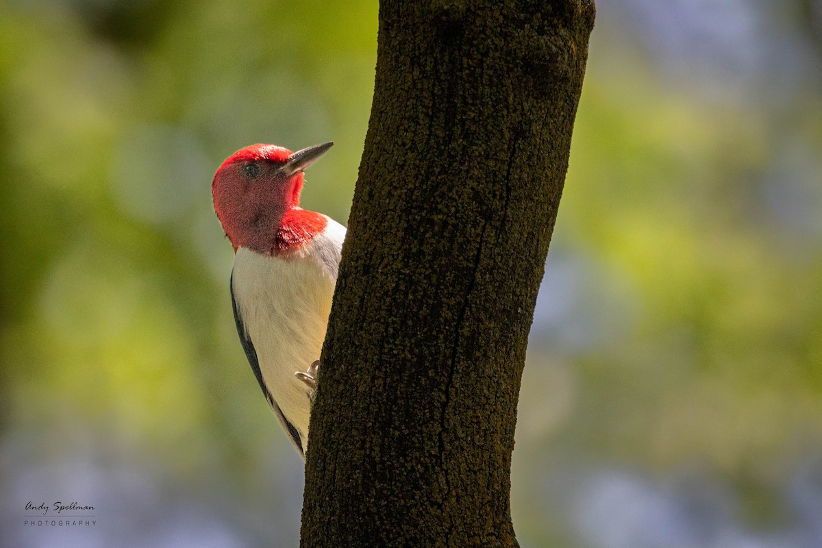 Red-headed Woodpecker - ML578903221