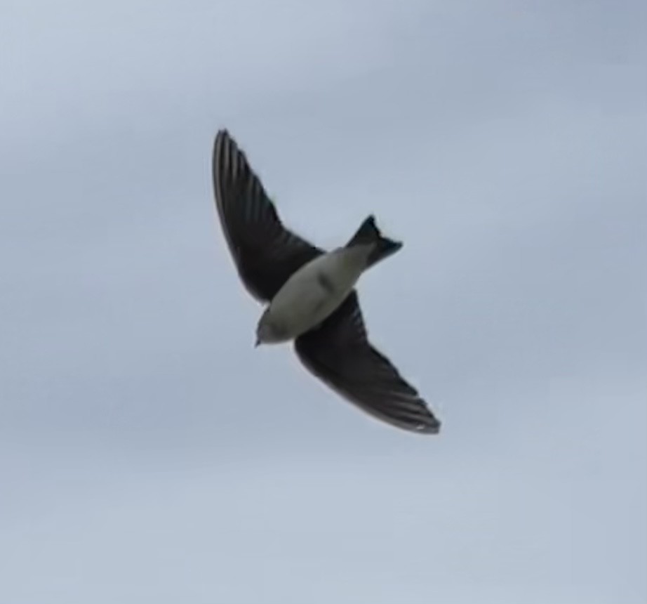 Golondrina Bicolor - ML578904581