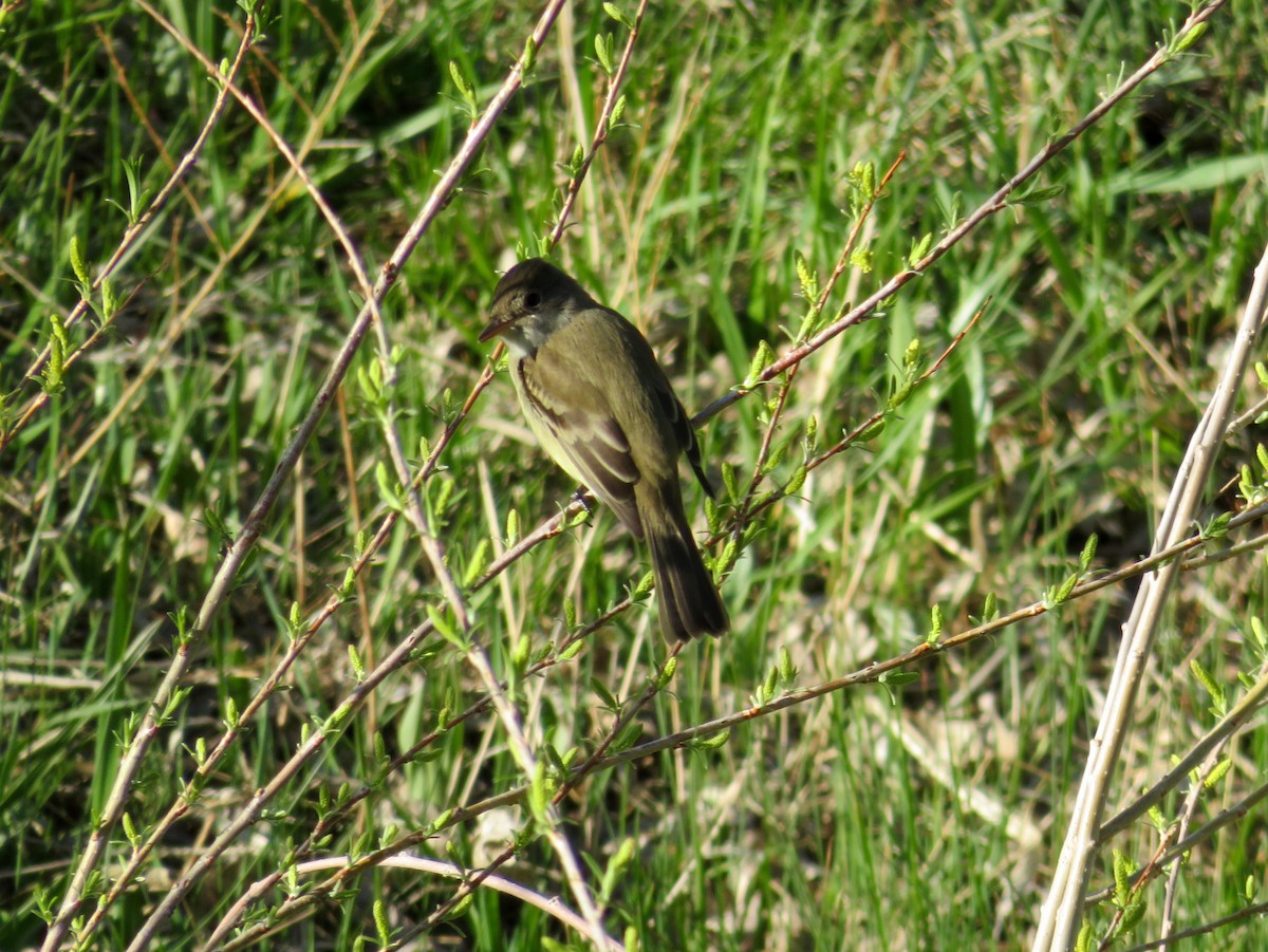 Willow Flycatcher - Al Zerbe