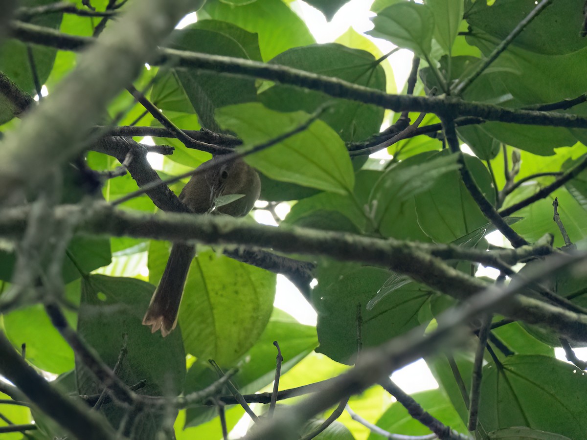 Buff-fronted Foliage-gleaner - ML578904991