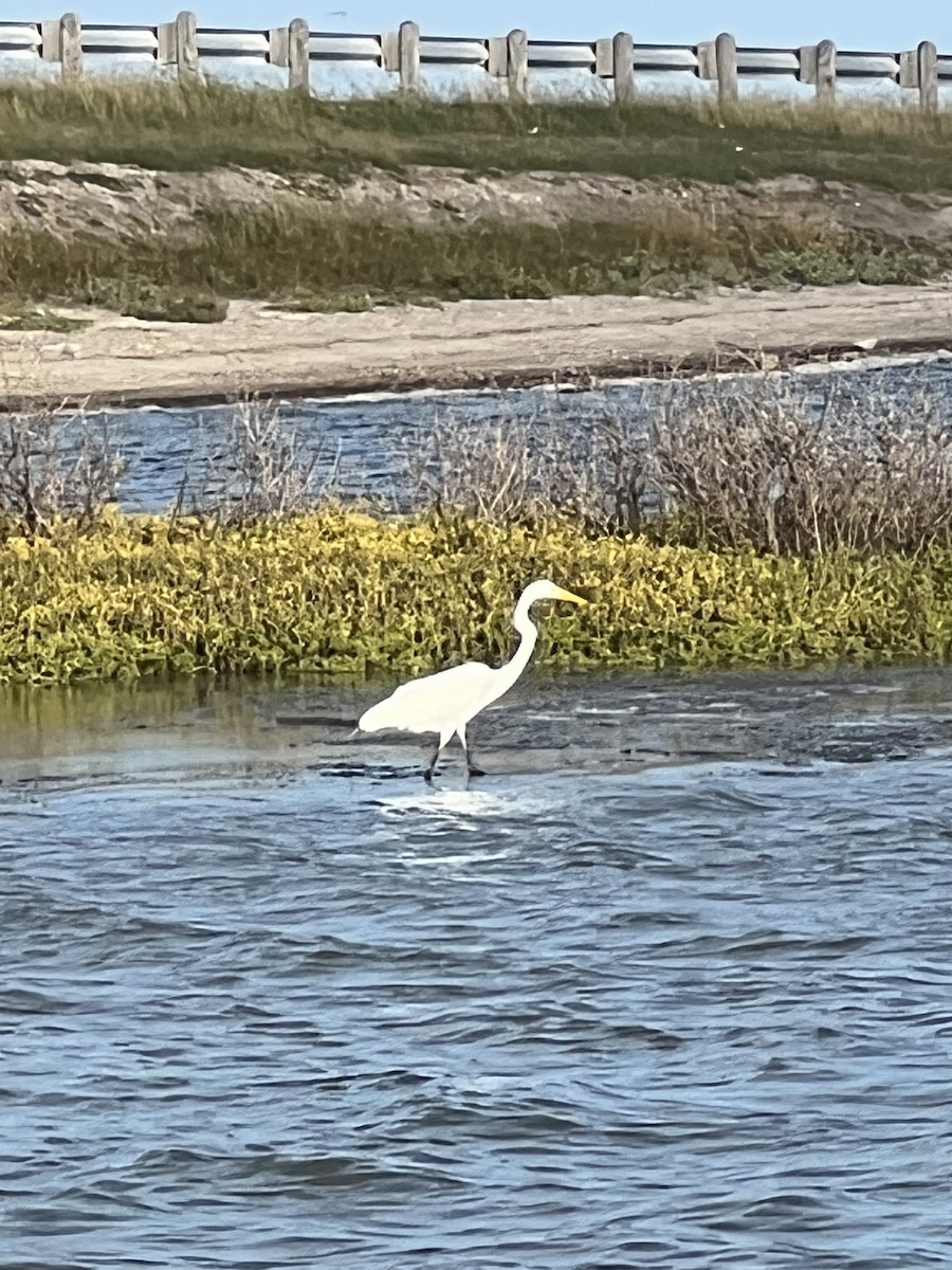 Great Egret - Connor Hall