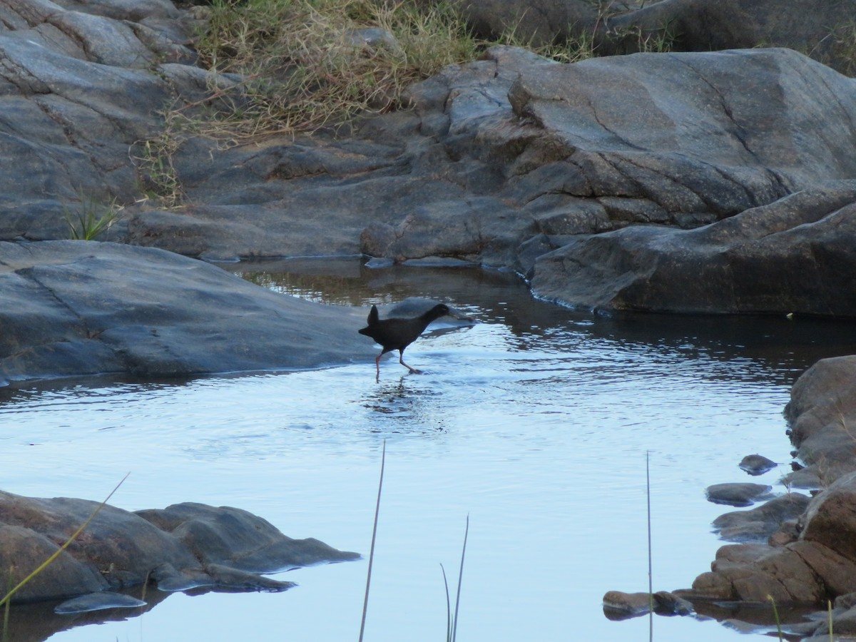 Black Crake - ML578905401