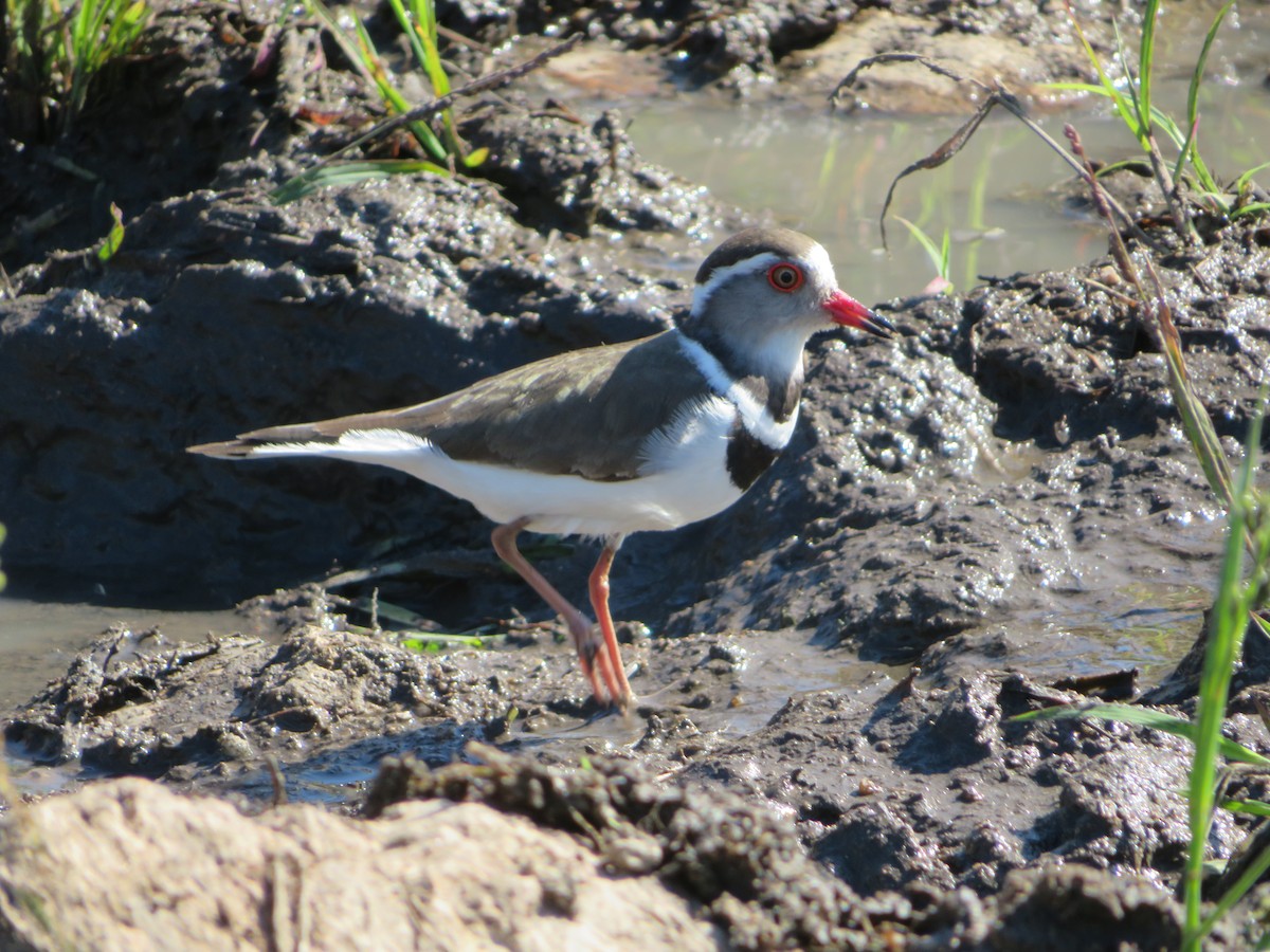 Three-banded Plover - ML578905821