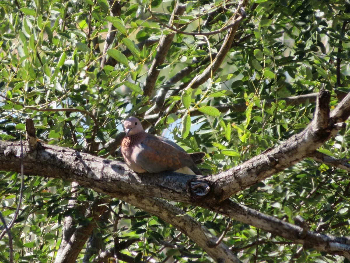Laughing Dove - ML578905911
