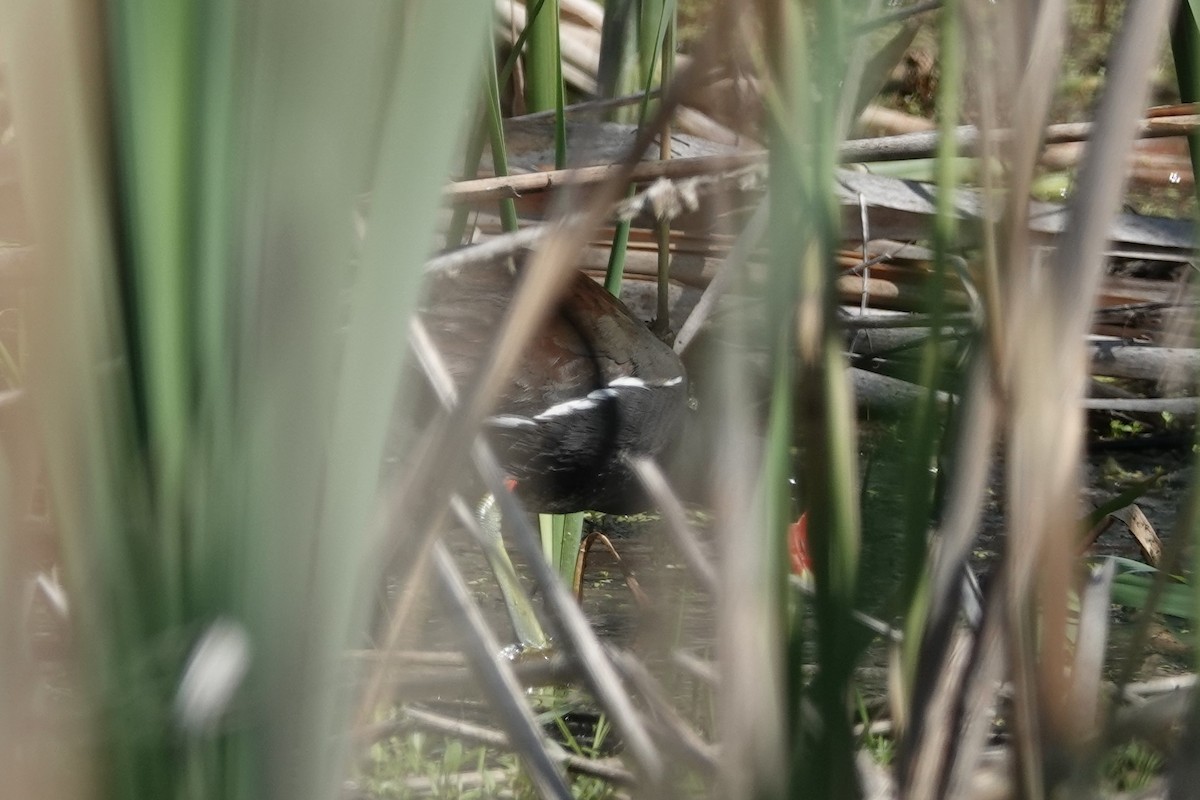 Common Gallinule - ML578905921