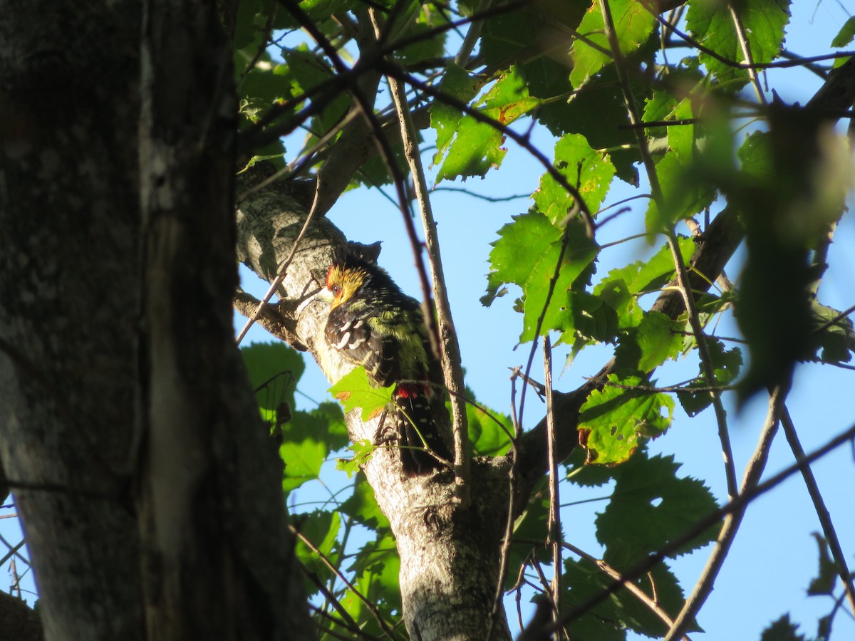 Crested Barbet - ML578906171