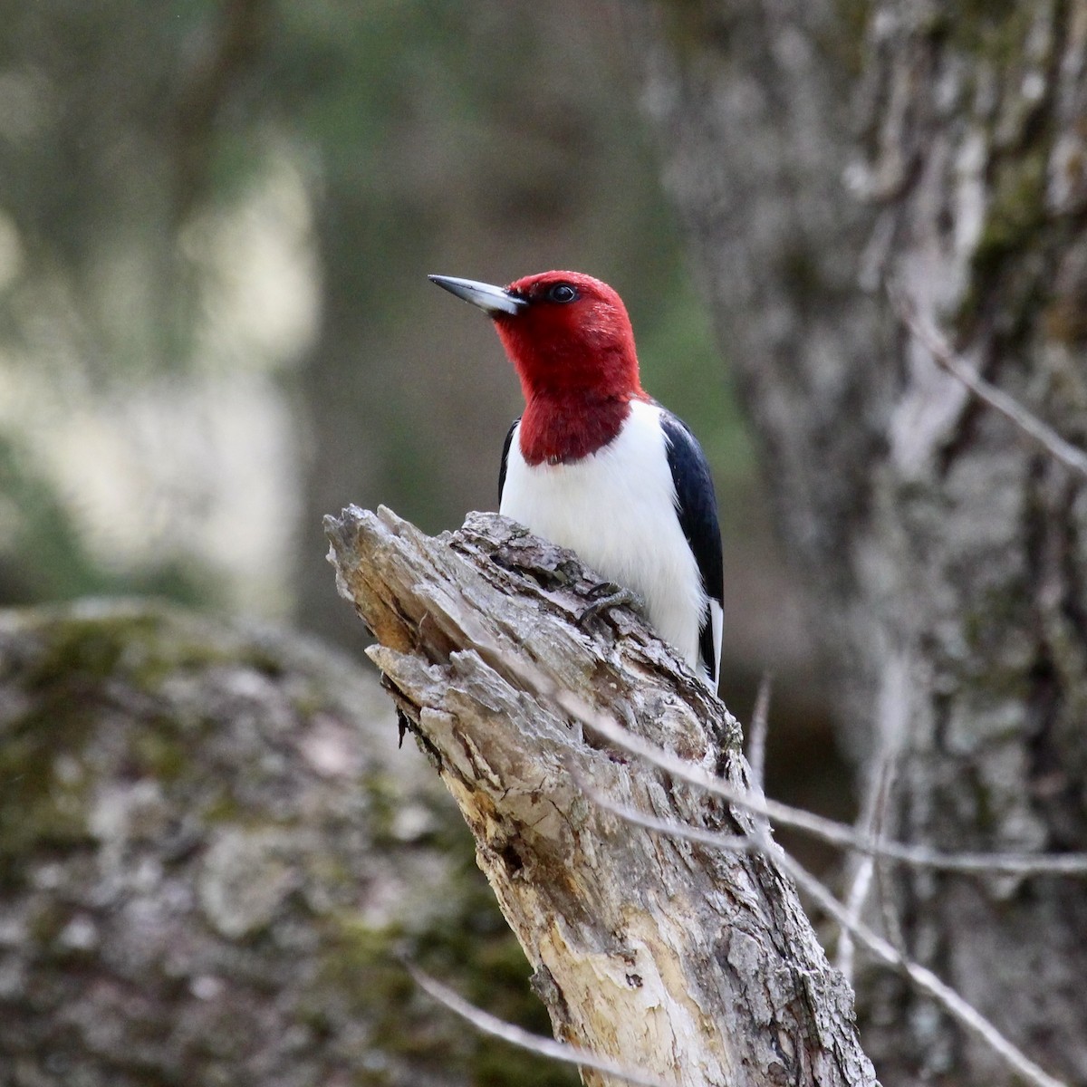 Red-headed Woodpecker - Laurie Johnson