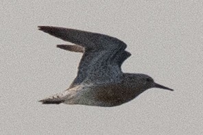 Red Knot - ML578906411