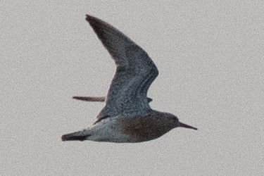 Red Knot - ML578906421