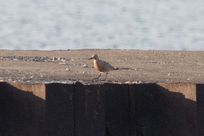 Red Knot - ML578906451