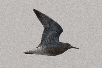 Red Knot - ML578906461