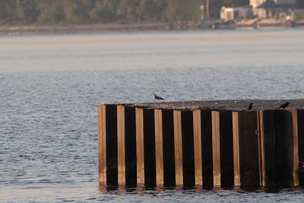 Red Knot - ML578906481