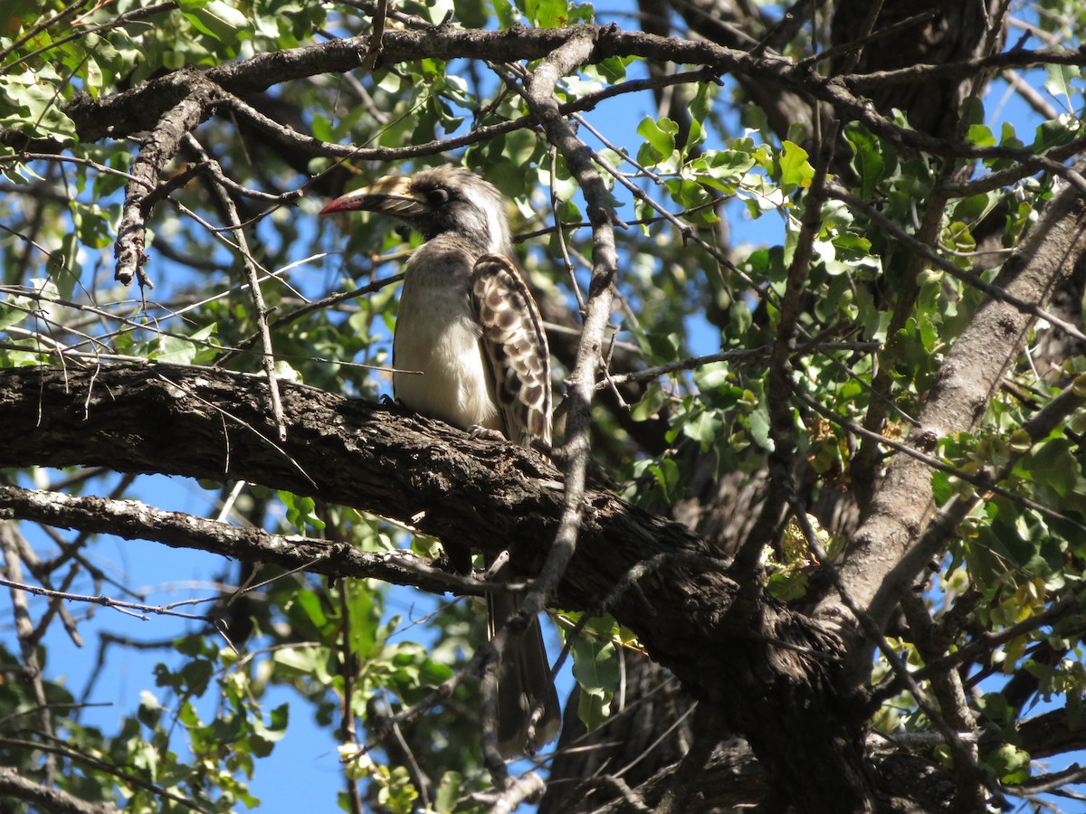 African Gray Hornbill - ML578909471