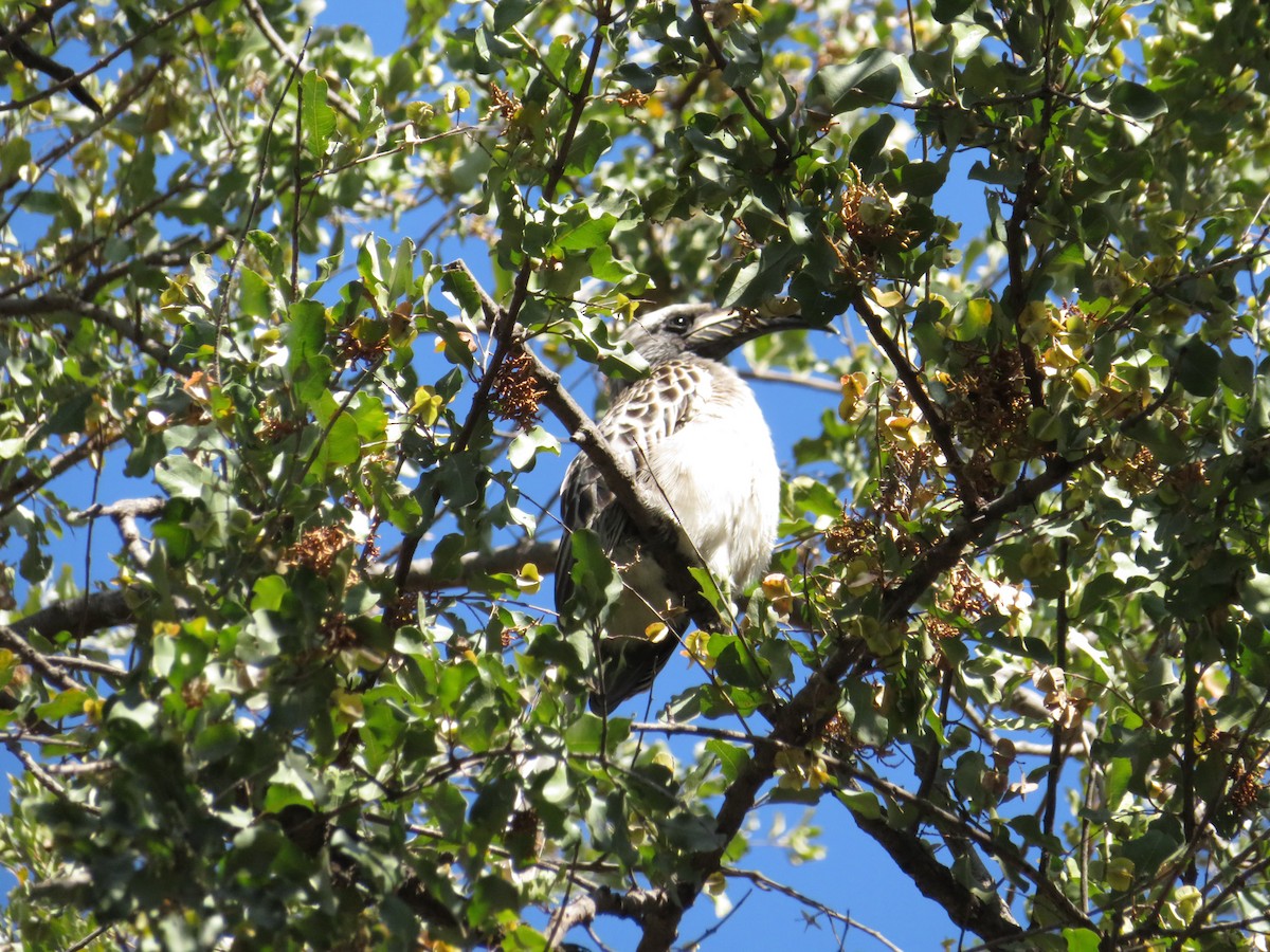 African Gray Hornbill - ML578909531