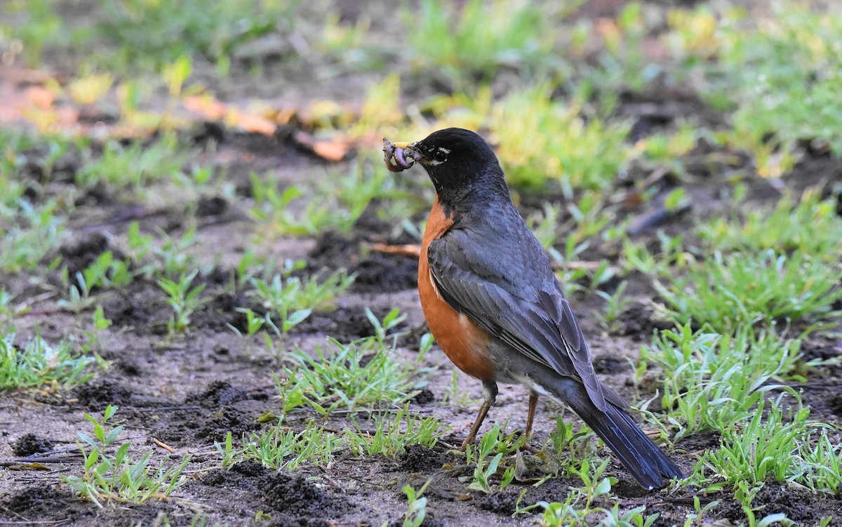 American Robin - ML578909671