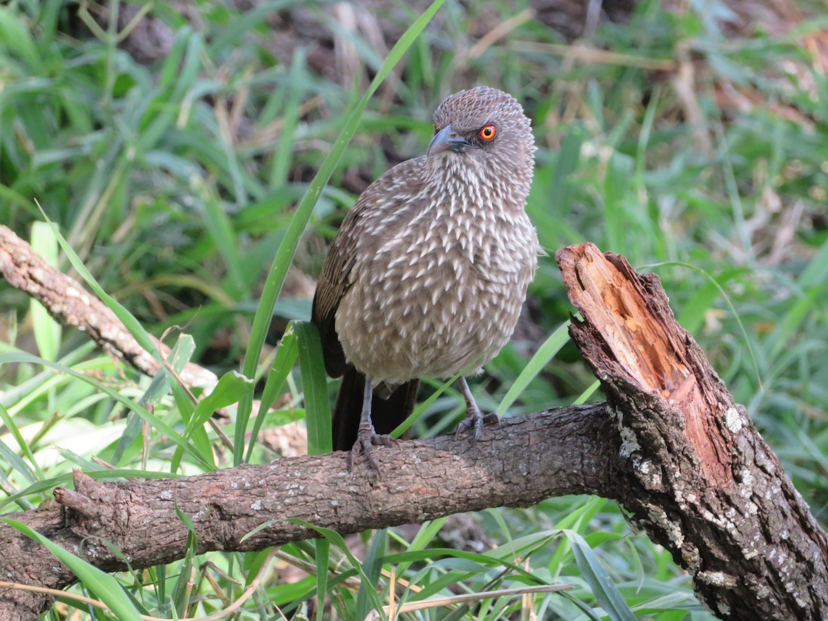 Arrow-marked Babbler - ML578909731