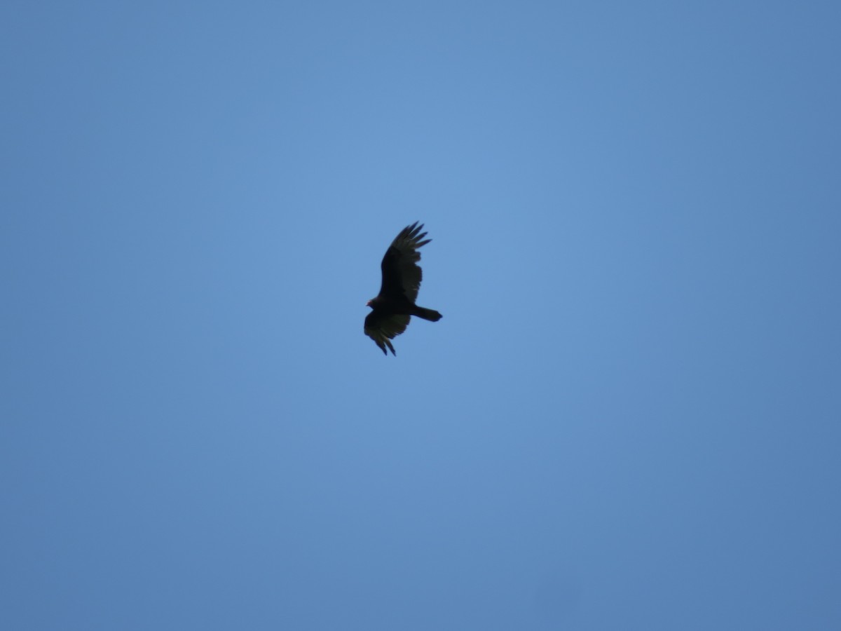 Turkey Vulture - ML578909751