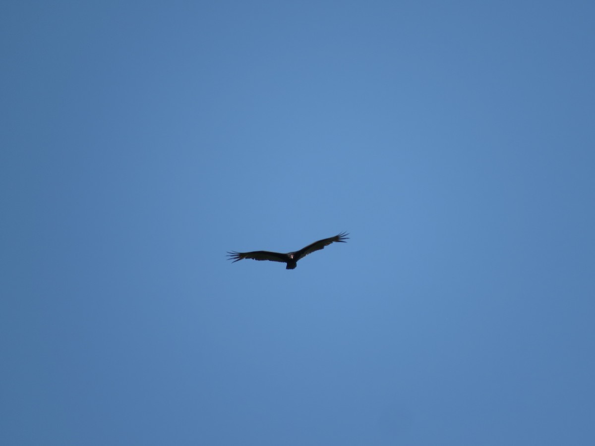 Turkey Vulture - ML578909761