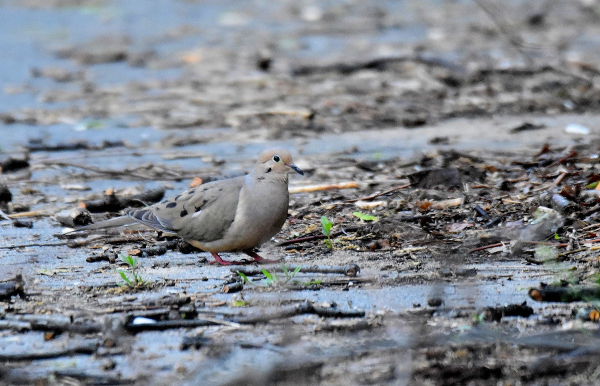 Mourning Dove - ML578909851