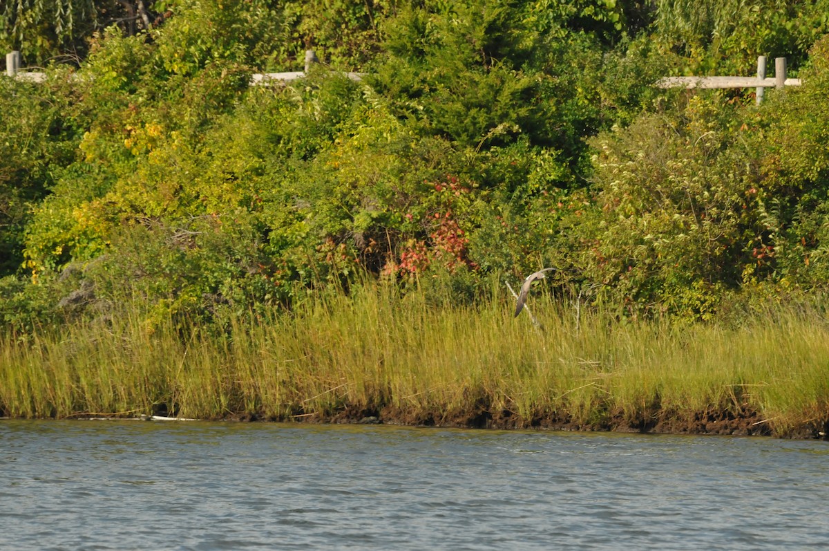Ring-billed Gull - ML578909861