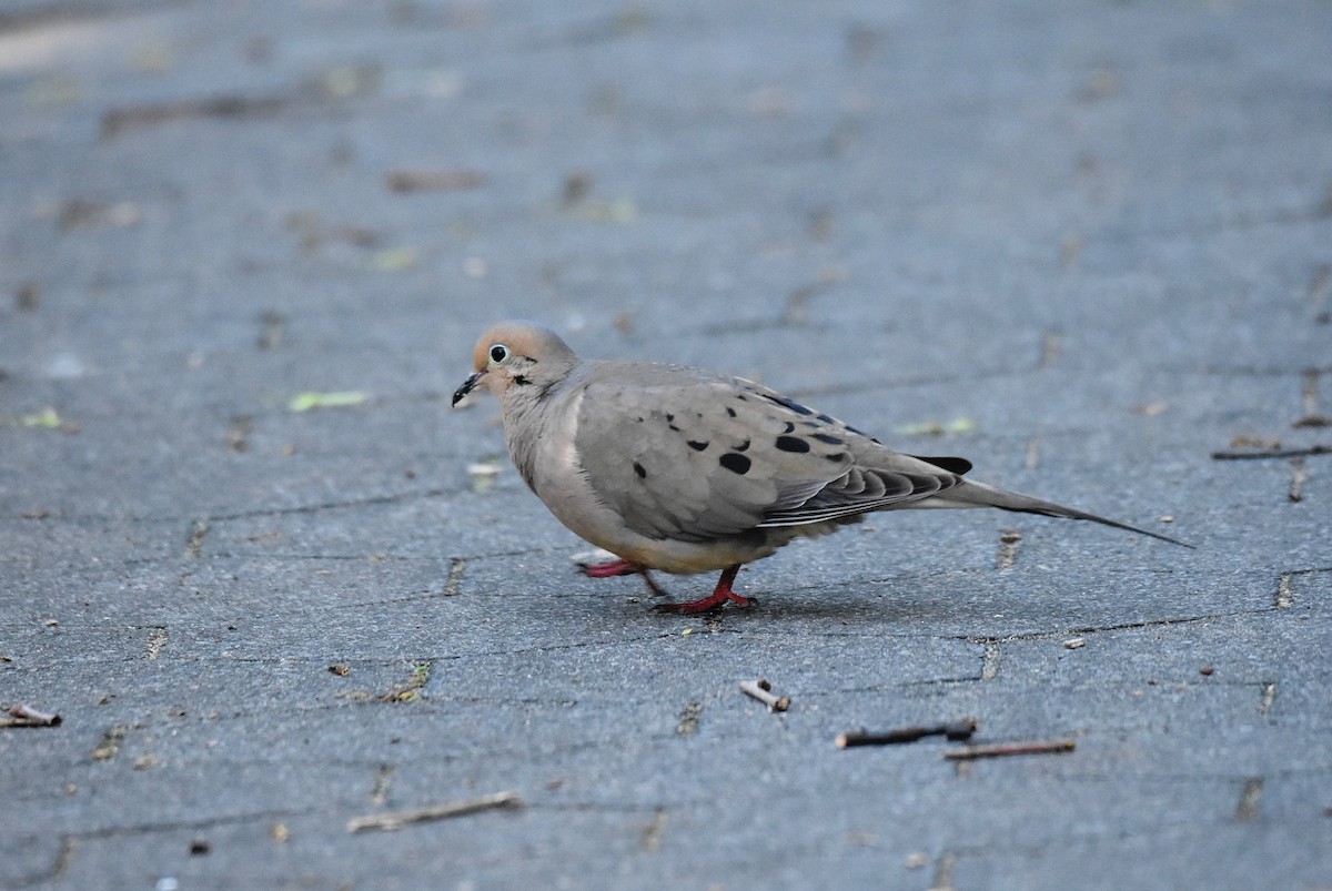 Mourning Dove - ML578909891