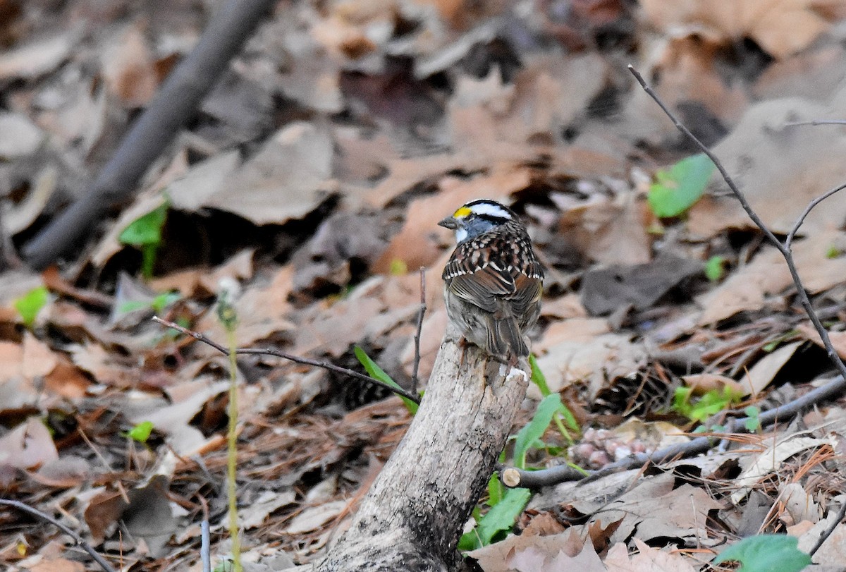 White-throated Sparrow - ML578910181