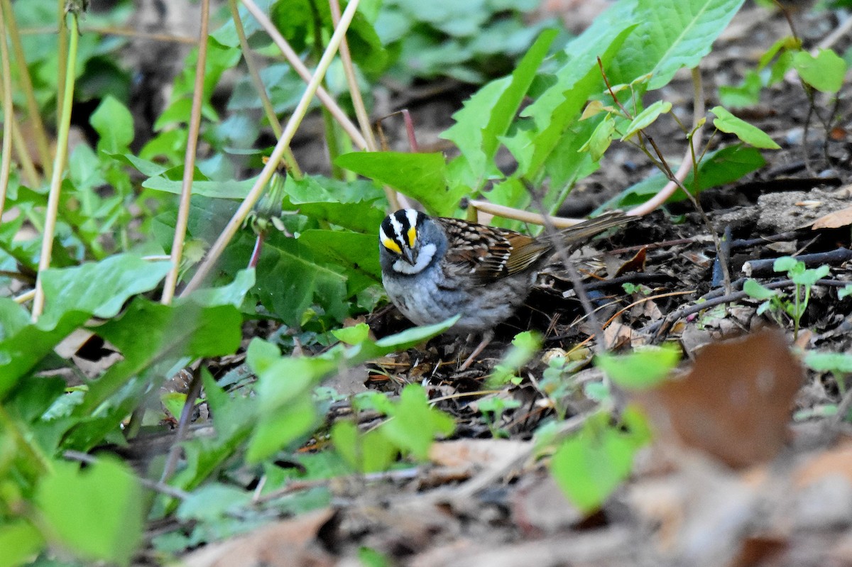 White-throated Sparrow - ML578910191