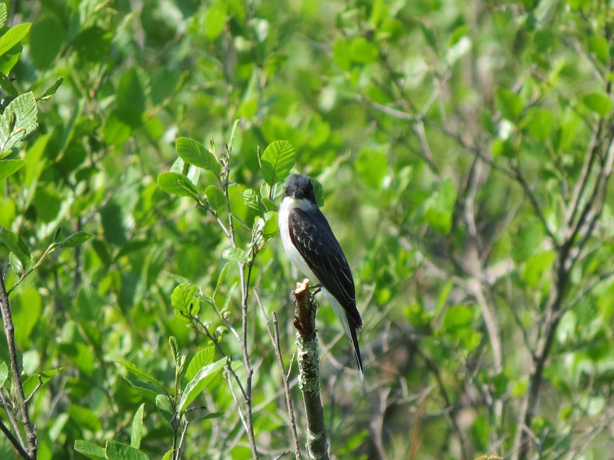 Eastern Kingbird - ML578910331