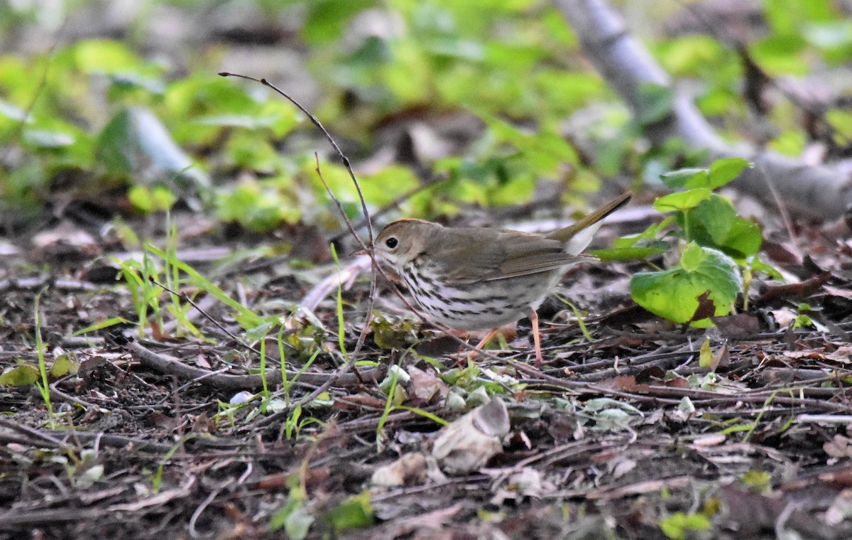 Paruline couronnée - ML578910441