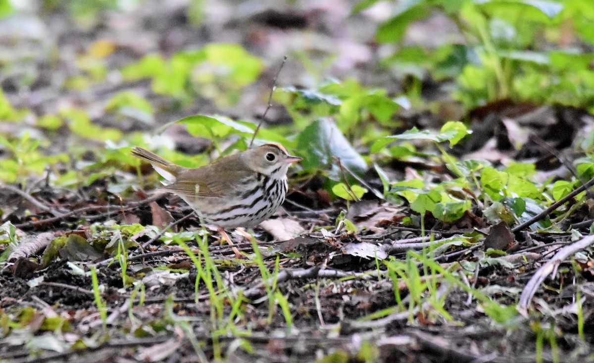 Ovenbird - ML578910451