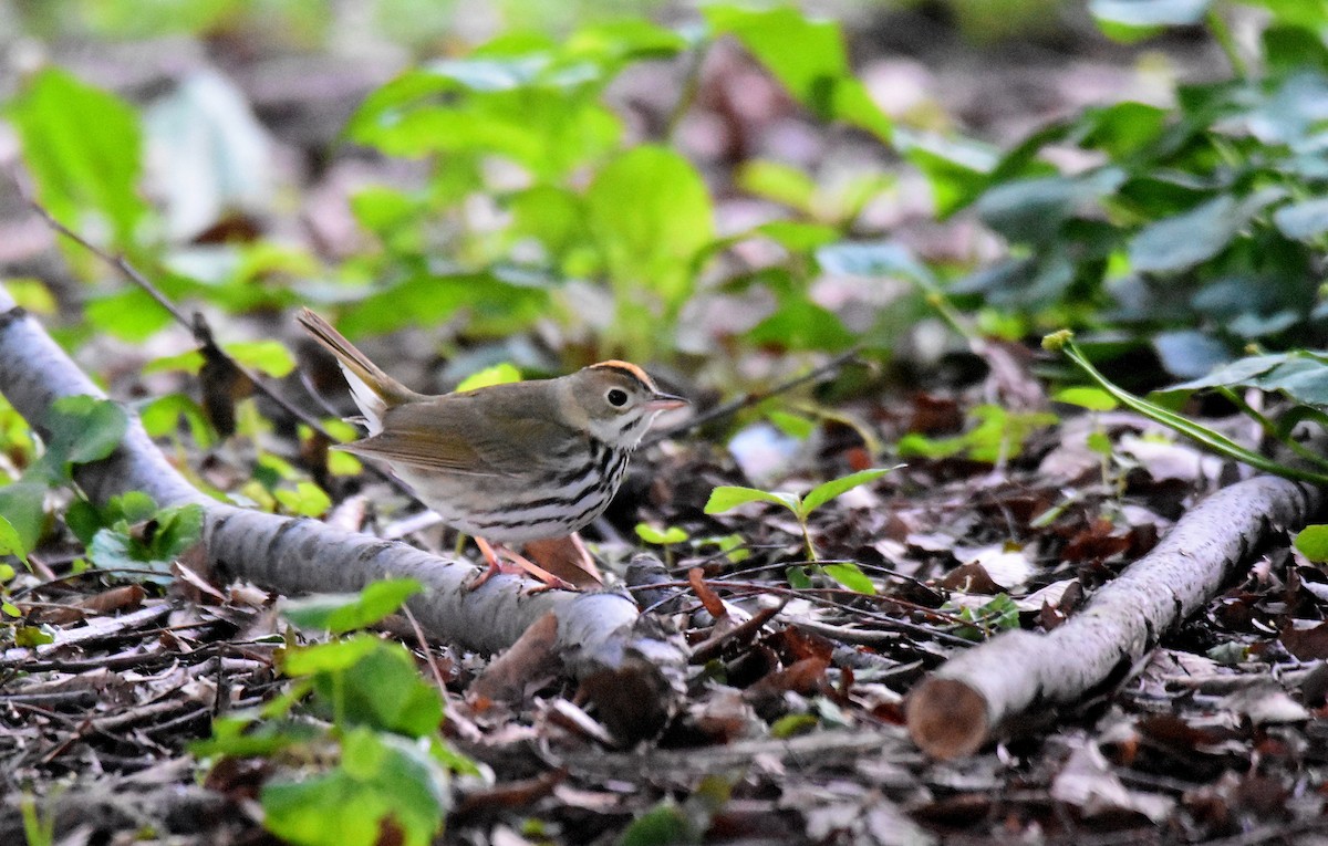 Ovenbird - ML578910461