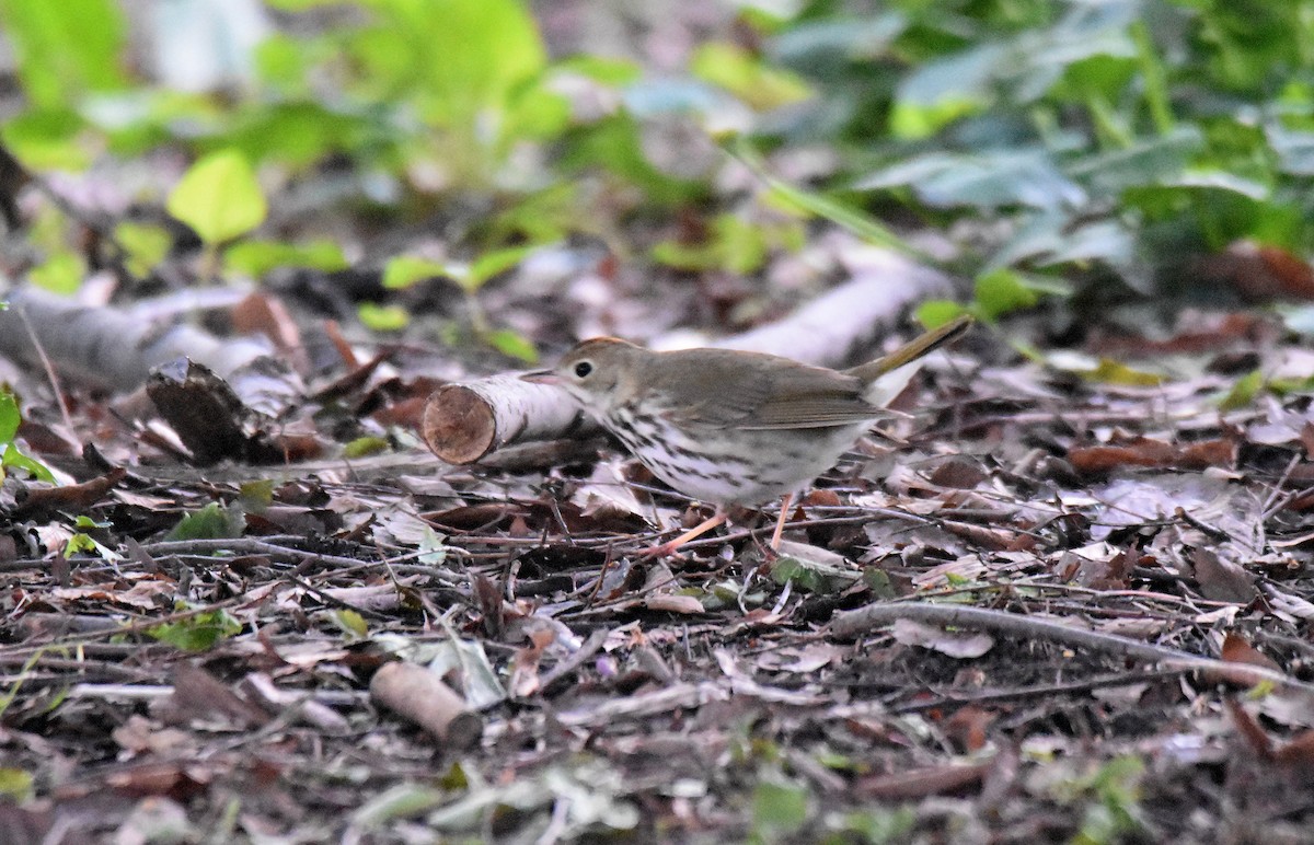 Ovenbird - ML578910501