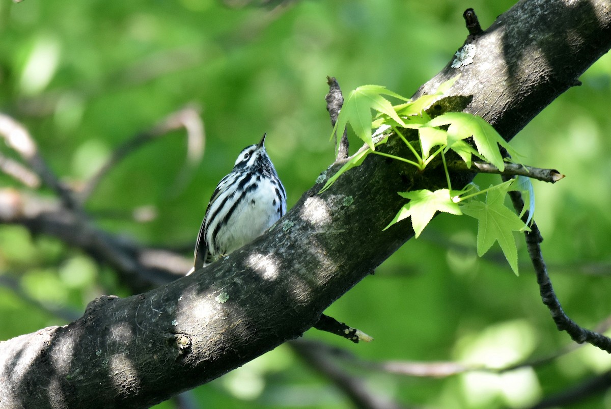 Black-and-white Warbler - ML578910671