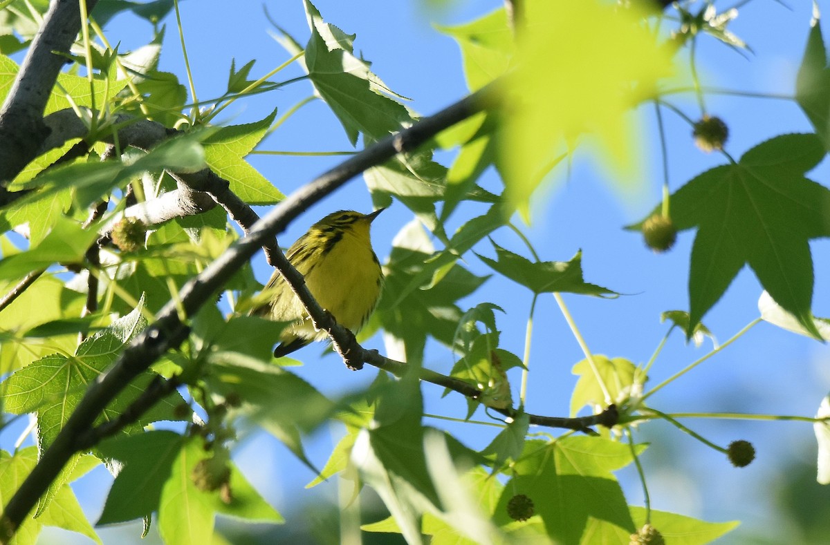 Prairie Warbler - Lukasz Pulawski