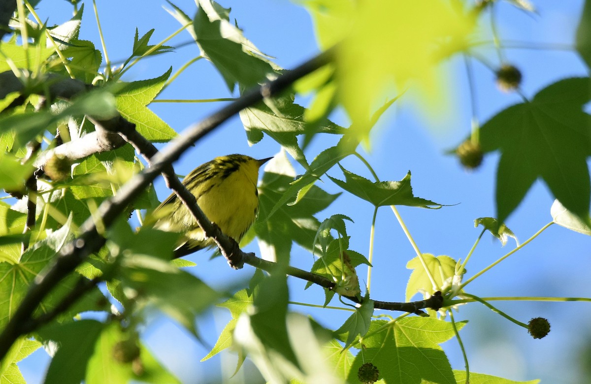 Prairie Warbler - ML578911071