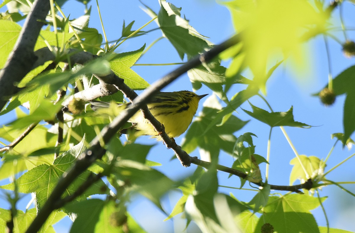 Prairie Warbler - Lukasz Pulawski