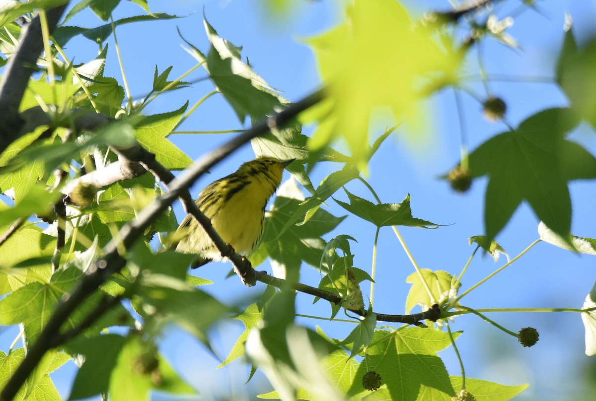 Prairie Warbler - ML578911091