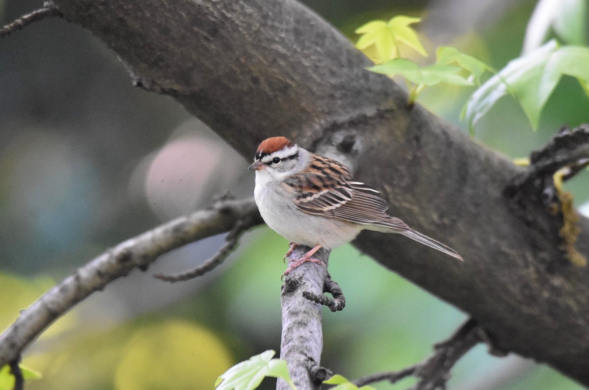 Chipping Sparrow - ML578911241