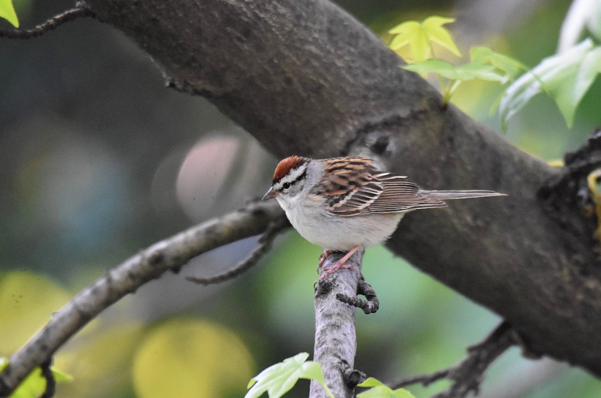 Chipping Sparrow - ML578911261
