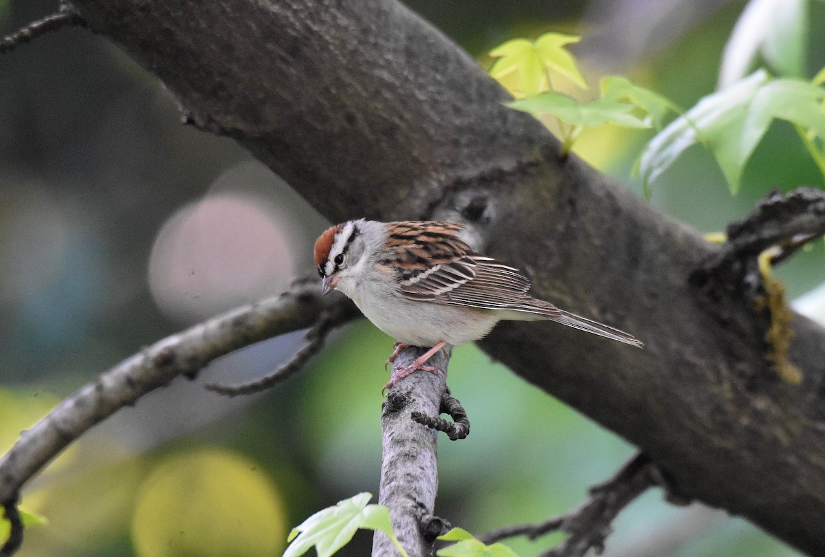 Chipping Sparrow - ML578911291