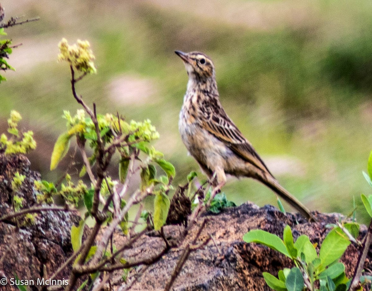 Long-billed Pipit - ML578911551