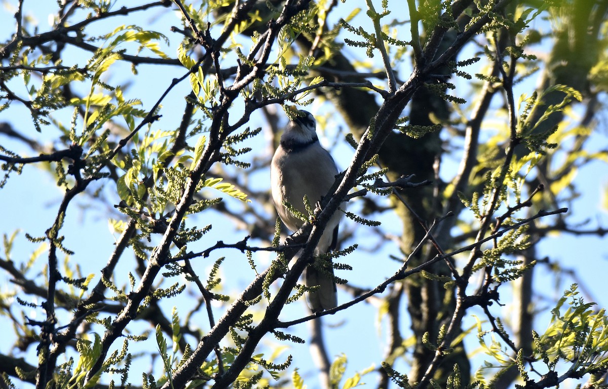 Blue Jay - ML578911951