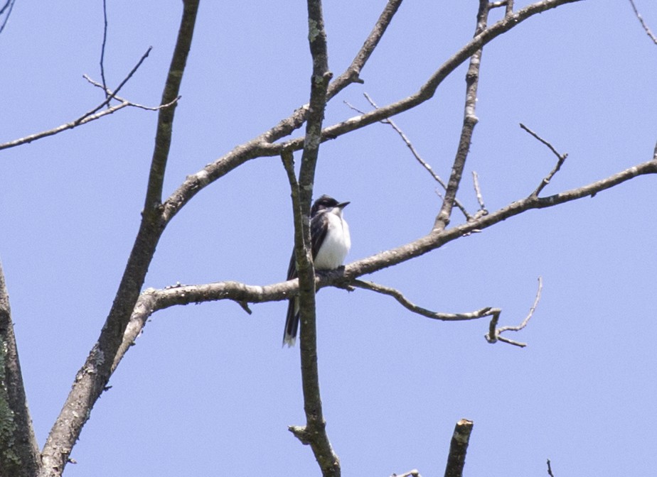 Eastern Kingbird - ML578912041