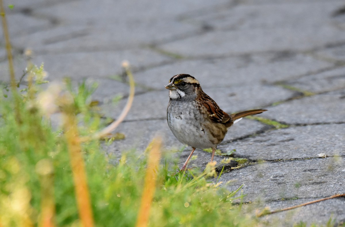 White-throated Sparrow - ML578912051