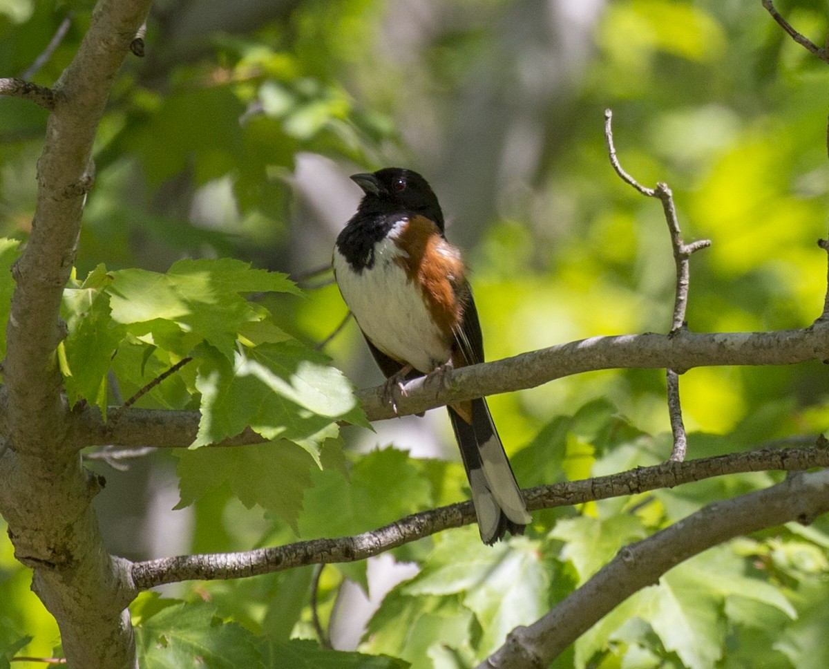 Eastern Towhee - ML578912081